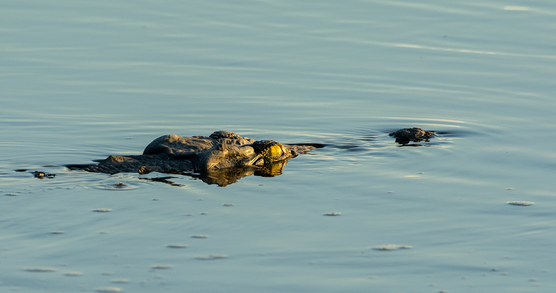 Okavango Delta Wilderness Safari